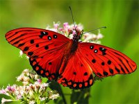 Nature Jigsaw Puzzle - Butterfly Online Puzzle Game